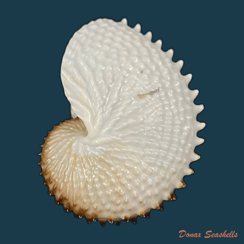 copia-de-argonauta-nodosus-lightfoot-1786-154-4mm