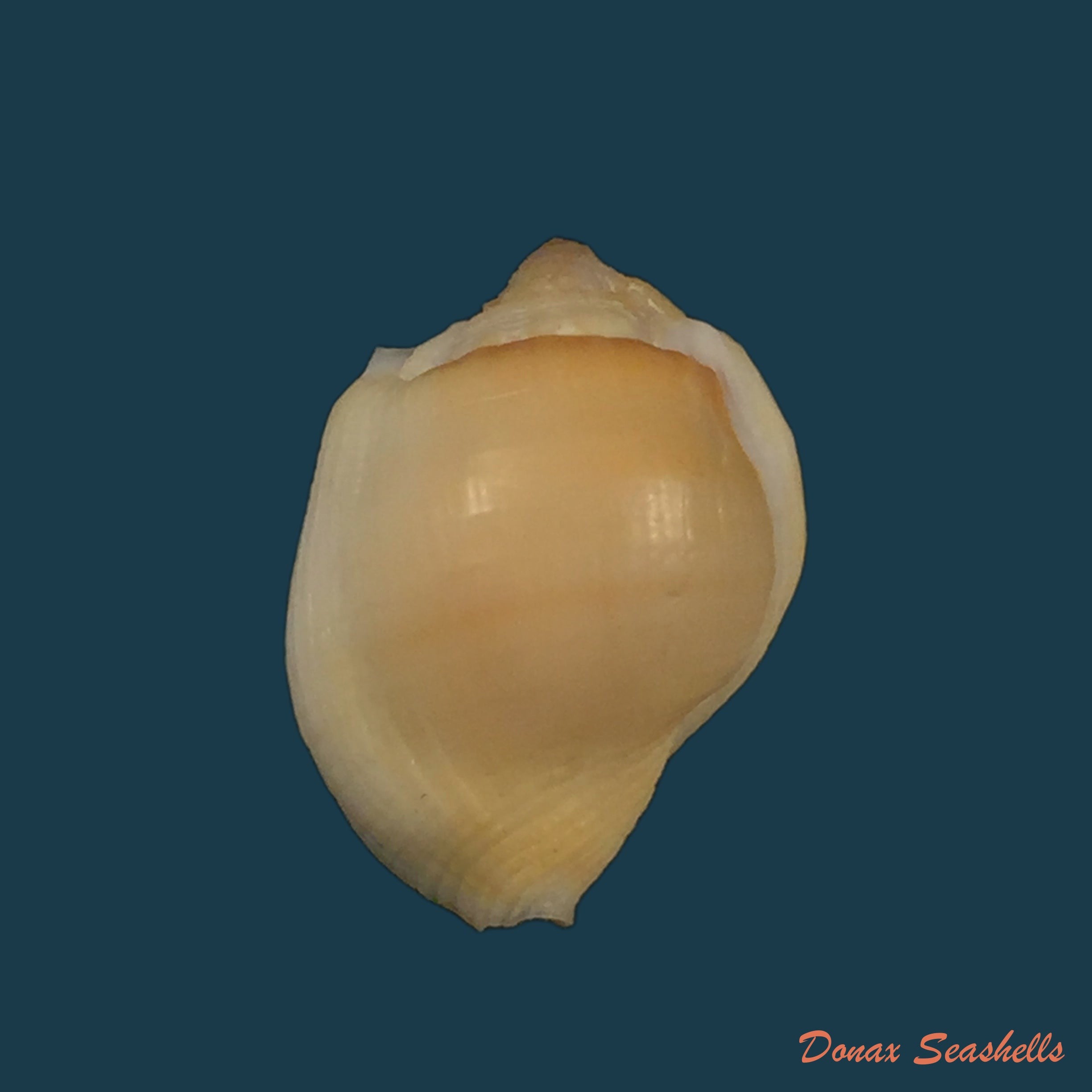 copia-de-aspa-marginata-gmelin-1791-25-2mm