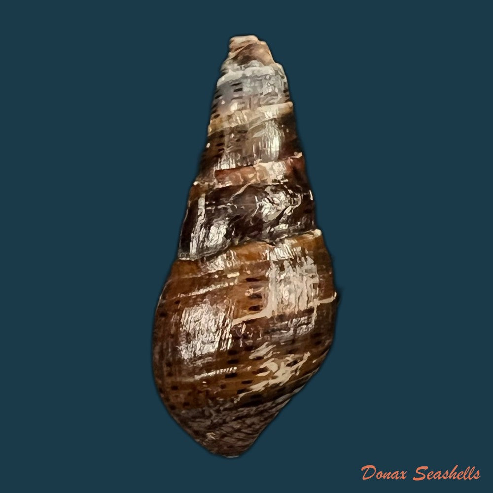 copia-de-aylacostoma-guaraniticum-hylton-scott-1954-24-6mm
