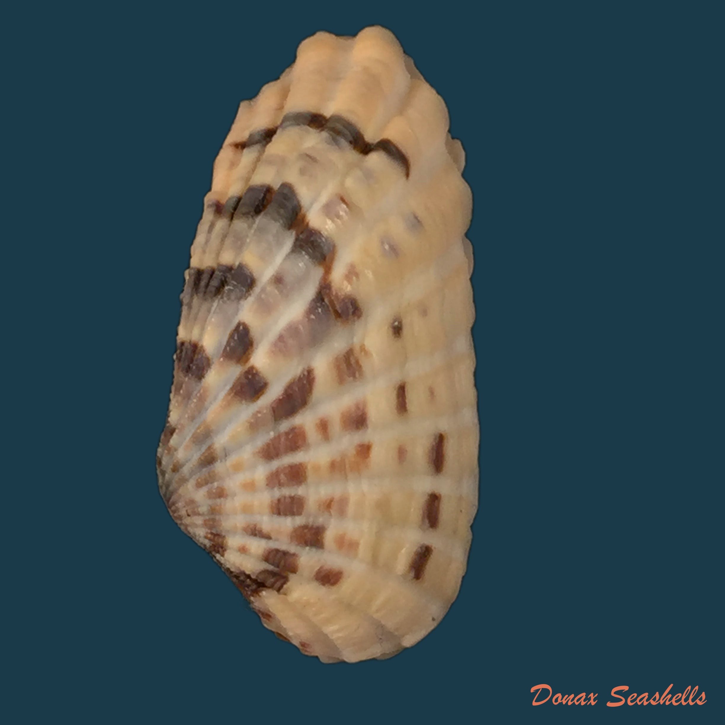 copia-de-aylacostoma-schneideri-brot-1874
