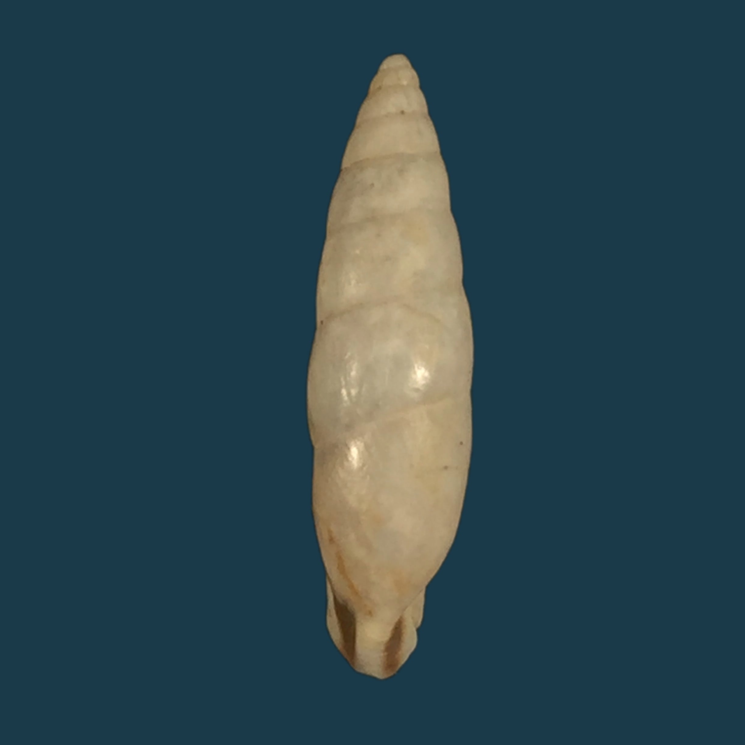Plagiodontes denatus (W. Wood, 1828) - 20,4mm