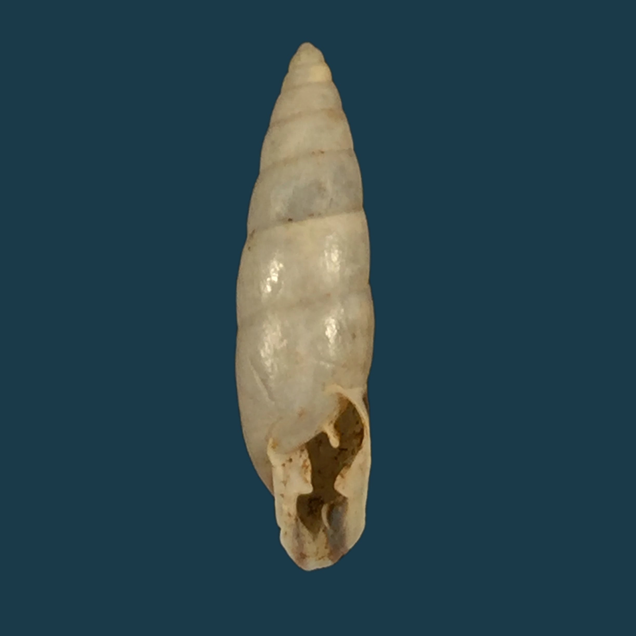 Plagiodontes denatus (W. Wood, 1828) - 20,4mm