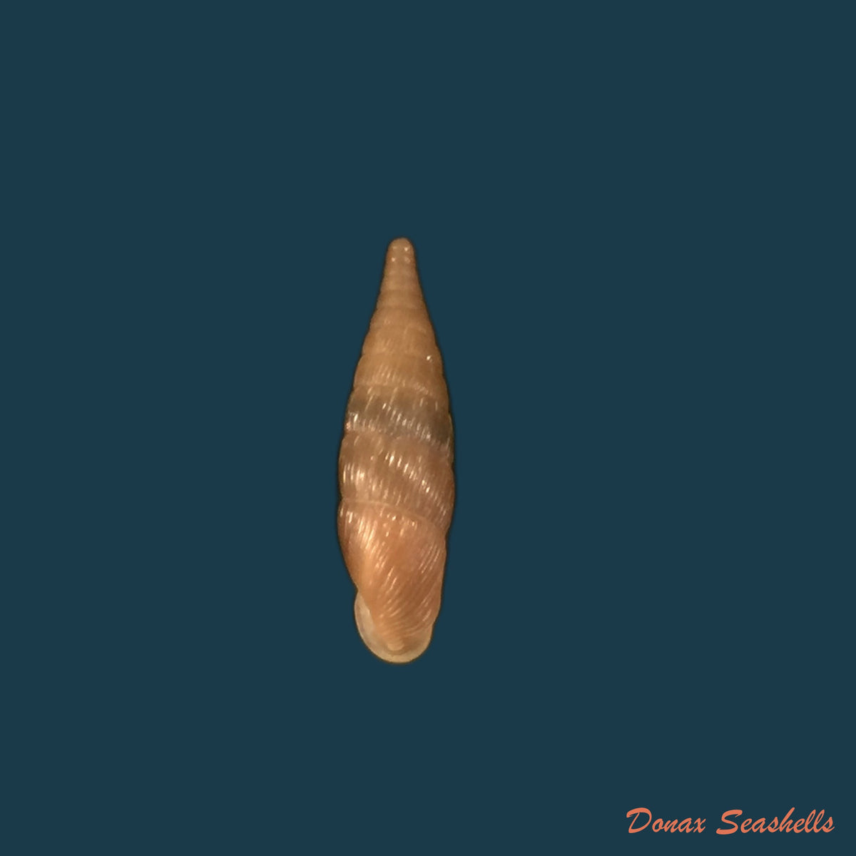 copia-de-balea-fallax-rossmassler-1836-17-8mm