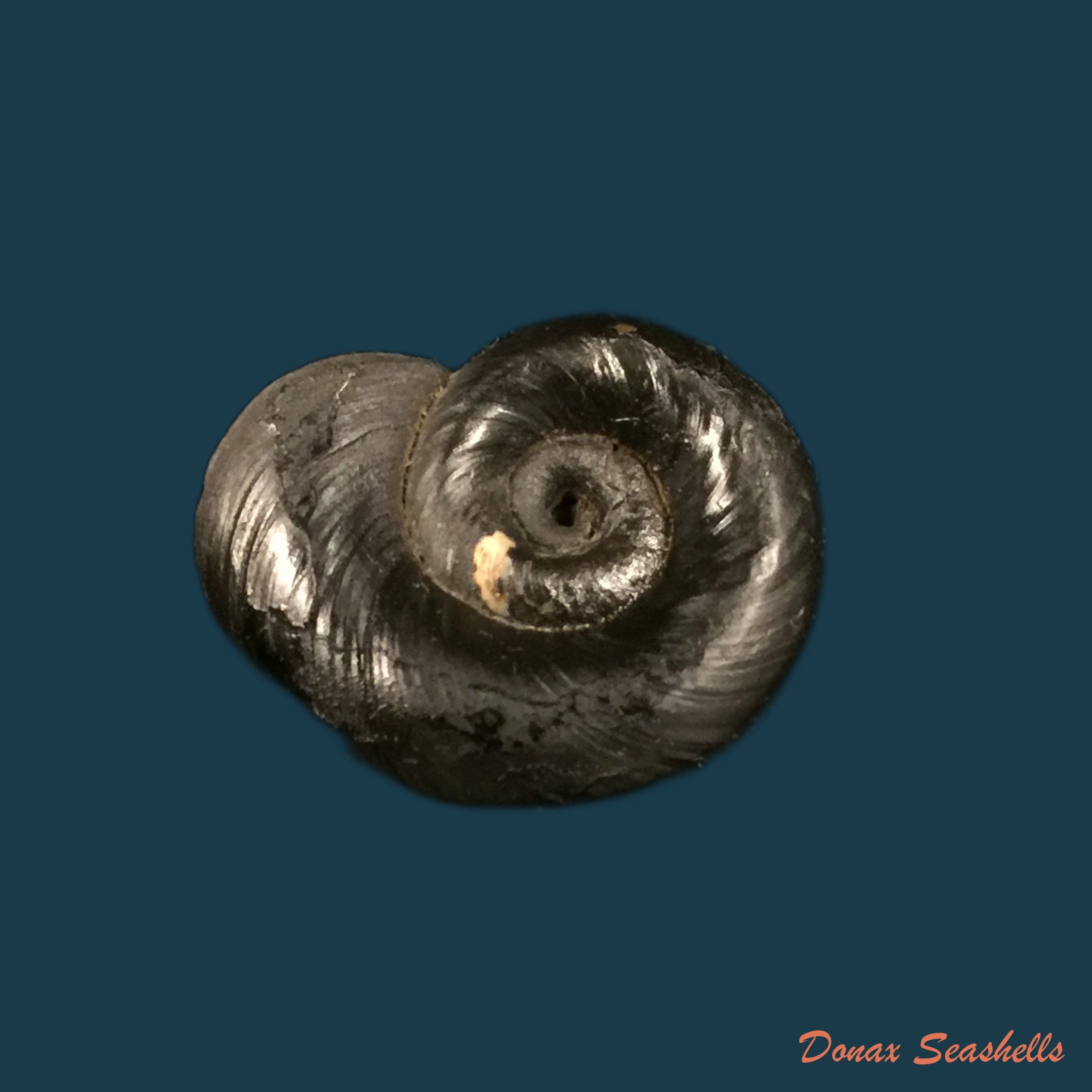 copia-de-biomphalaria-andecola-dorbigny-1835-17-8mm