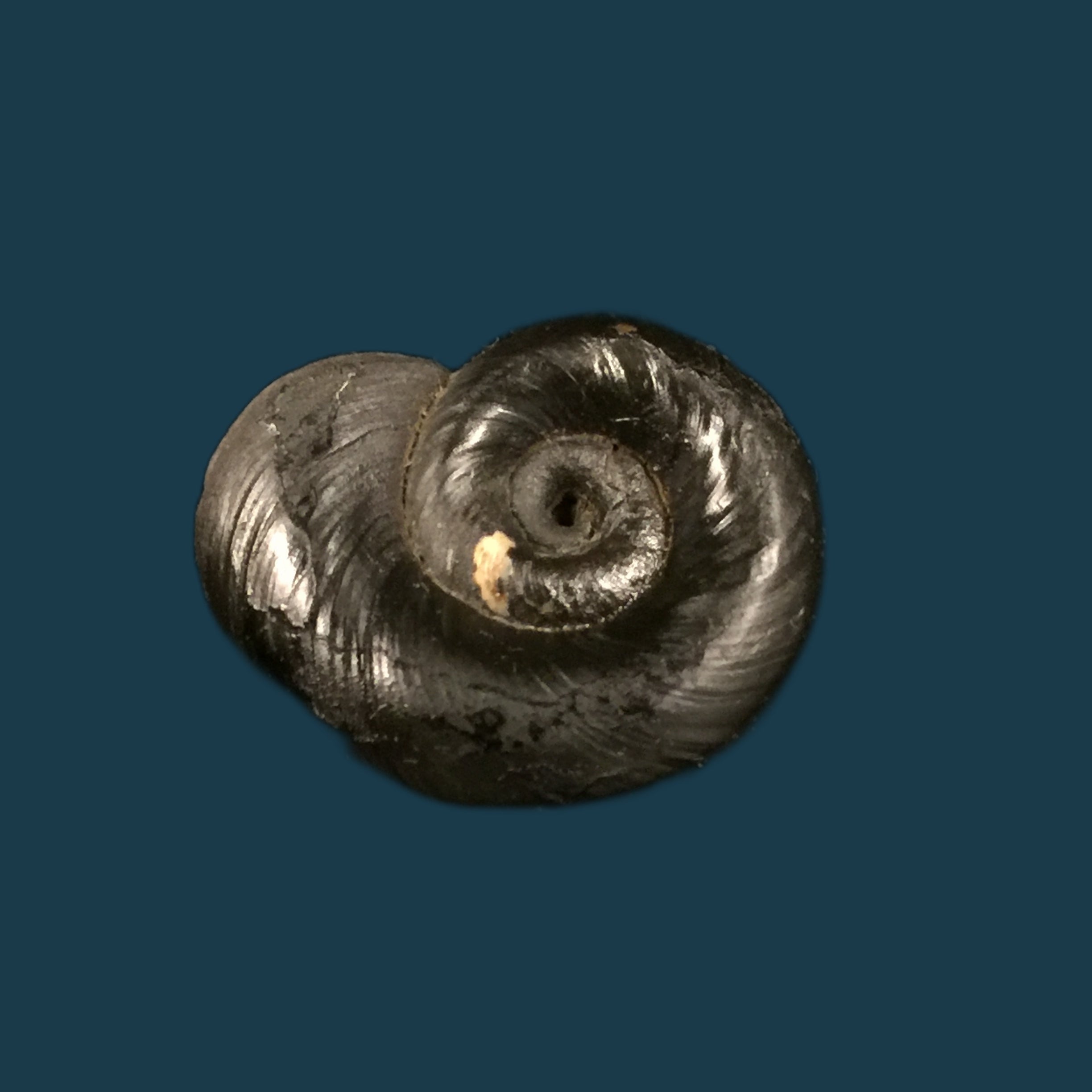 Biomphalaria andecola (d'Orbigny, 1835) - 20,2毫米