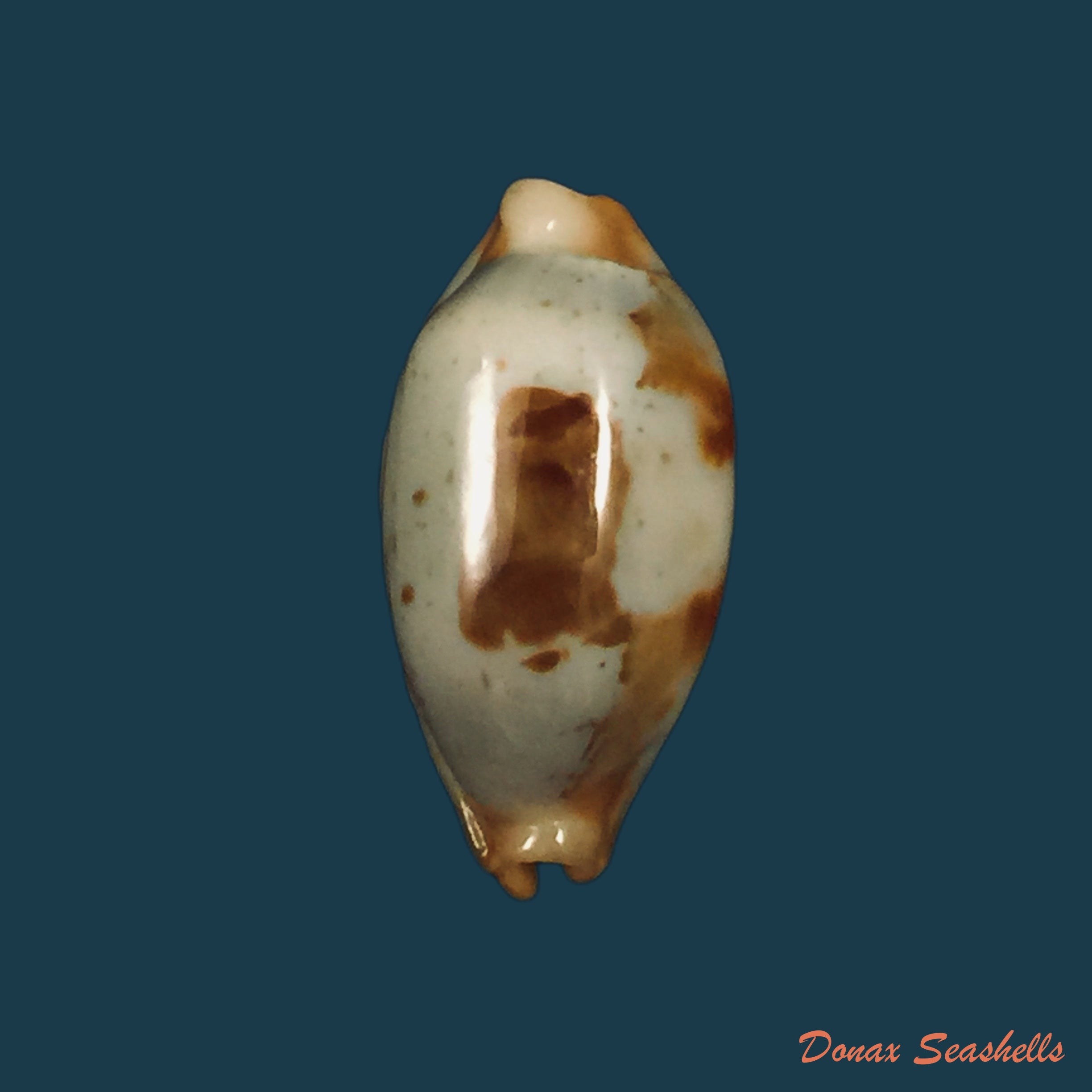 copia-de-bistolida-stolida-lorrainae-lorenz-2017-23-4mm