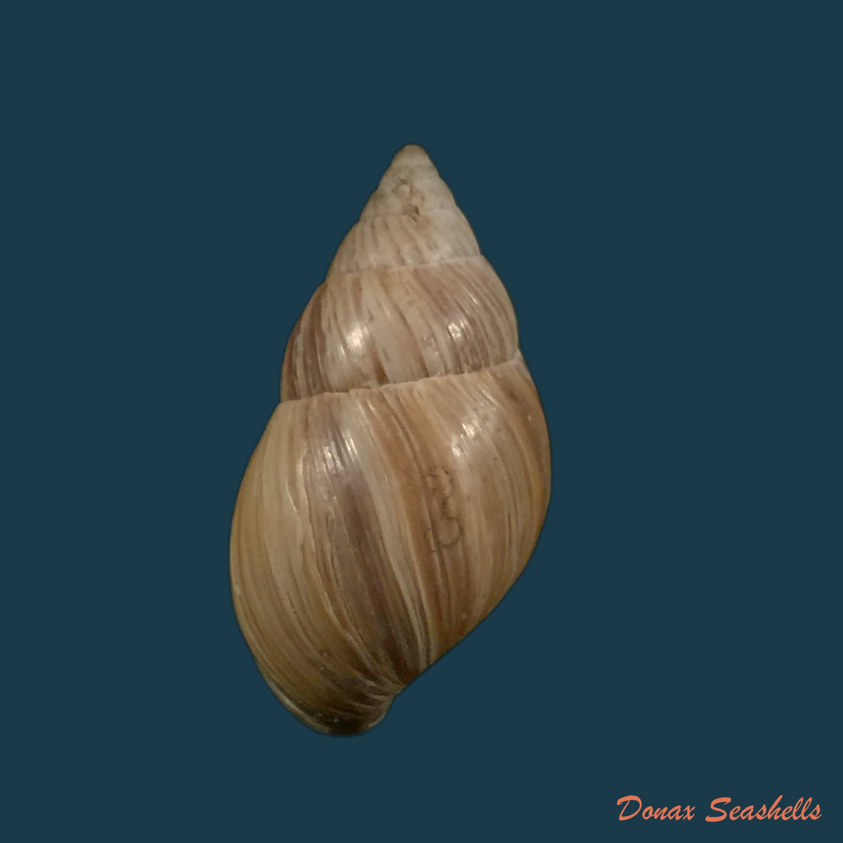 copia-de-bostryx-umbilicatus-miller-1979-20-2mm