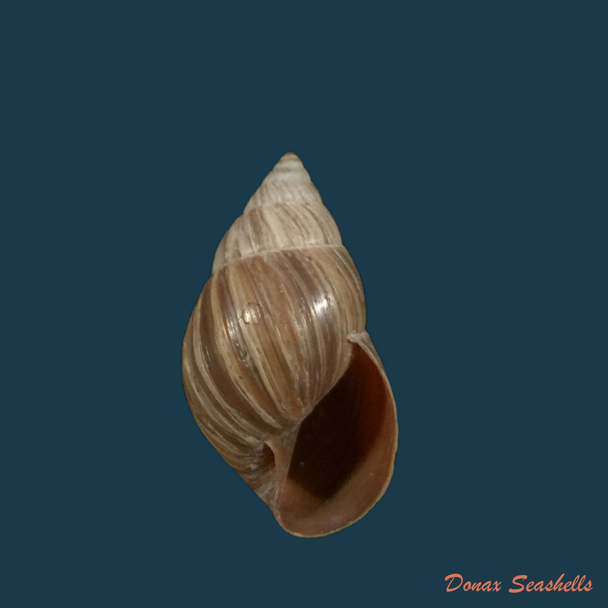 copia-de-bostryx-umbilicatus-miller-1979-20-2mm