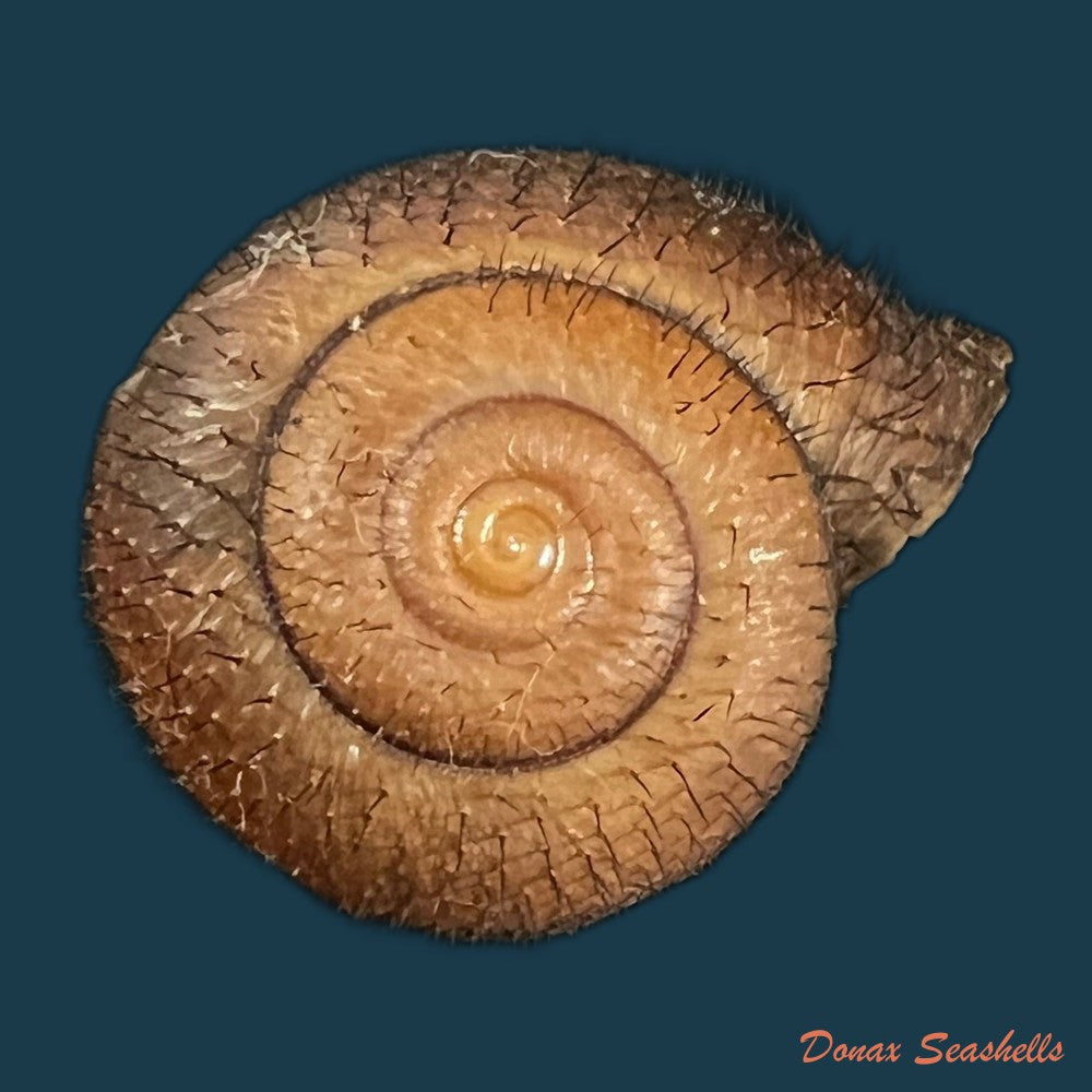 copia-de-bradybaena-giovannalimae-m-a-lima-t-cossignani-2021-17mm
