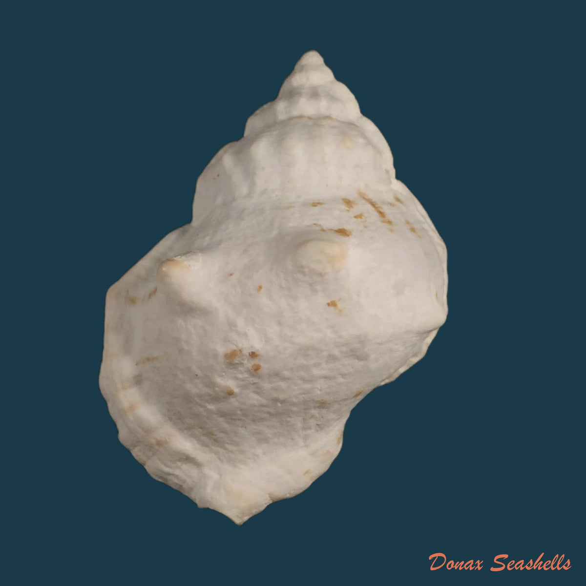 copia-de-bufonaria-perelegans-beu-1982-105-7mm