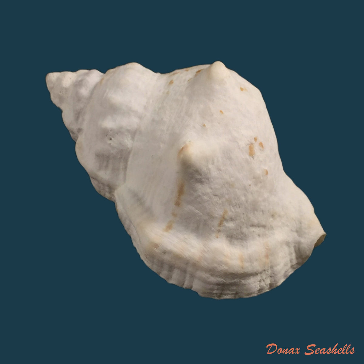 copia-de-bufonaria-perelegans-beu-1982-105-7mm