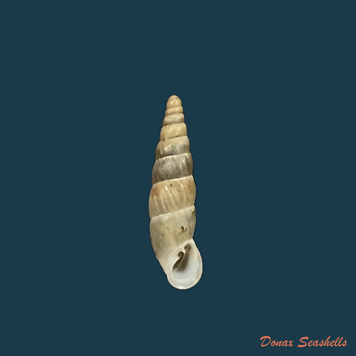 copia-de-bulgarica-cana-held-1836-14-3mm