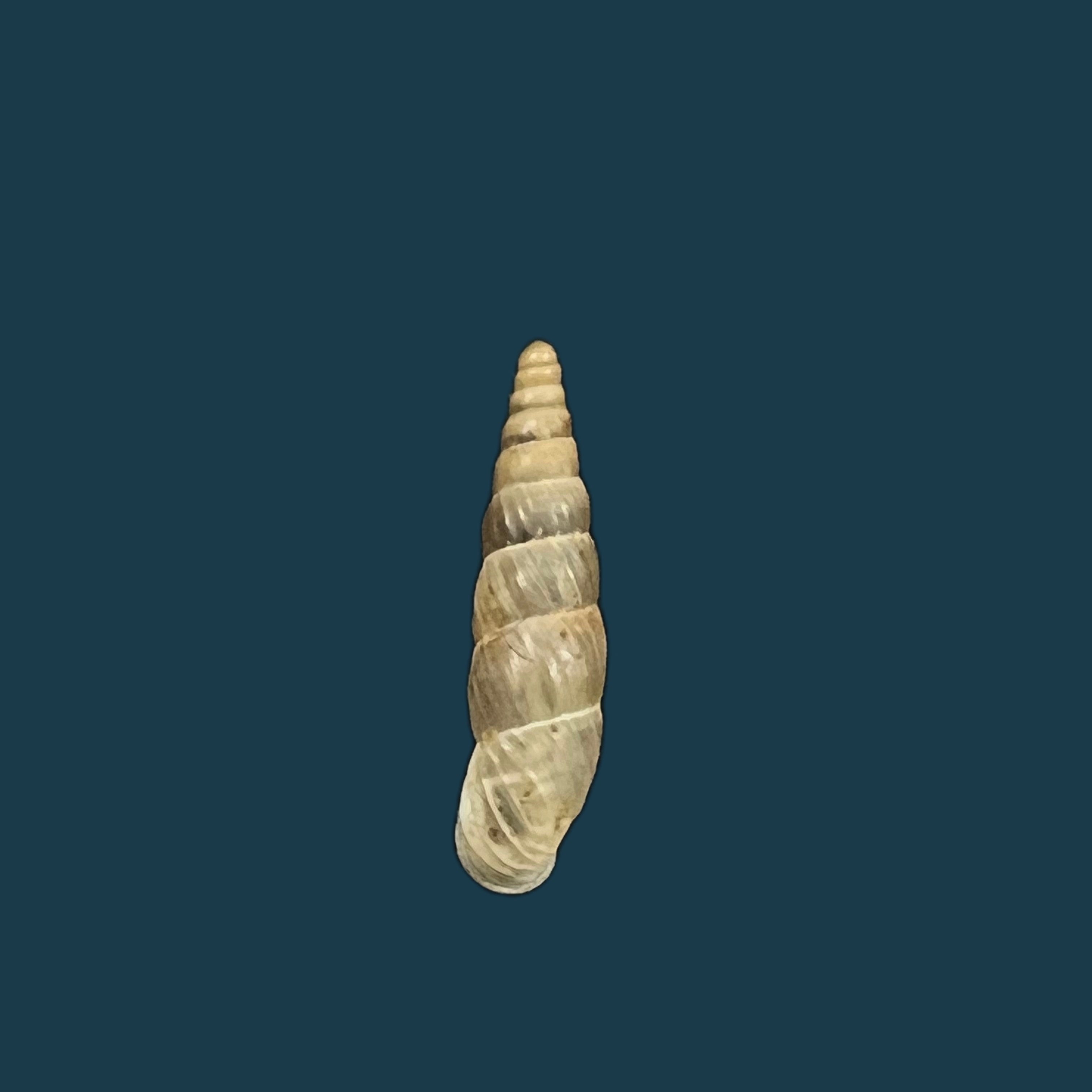 Alopia hildergardae hildergardae Kimakowicz, 1931 - 14,9mm