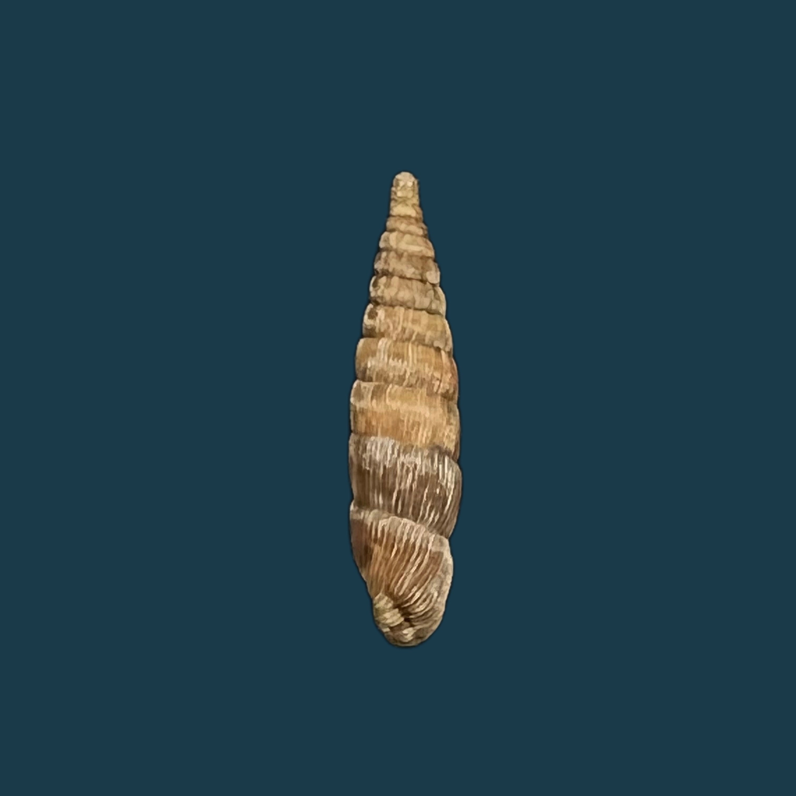 Bulgarica vetusta (Rossmassler, 1836) - 15,2毫米