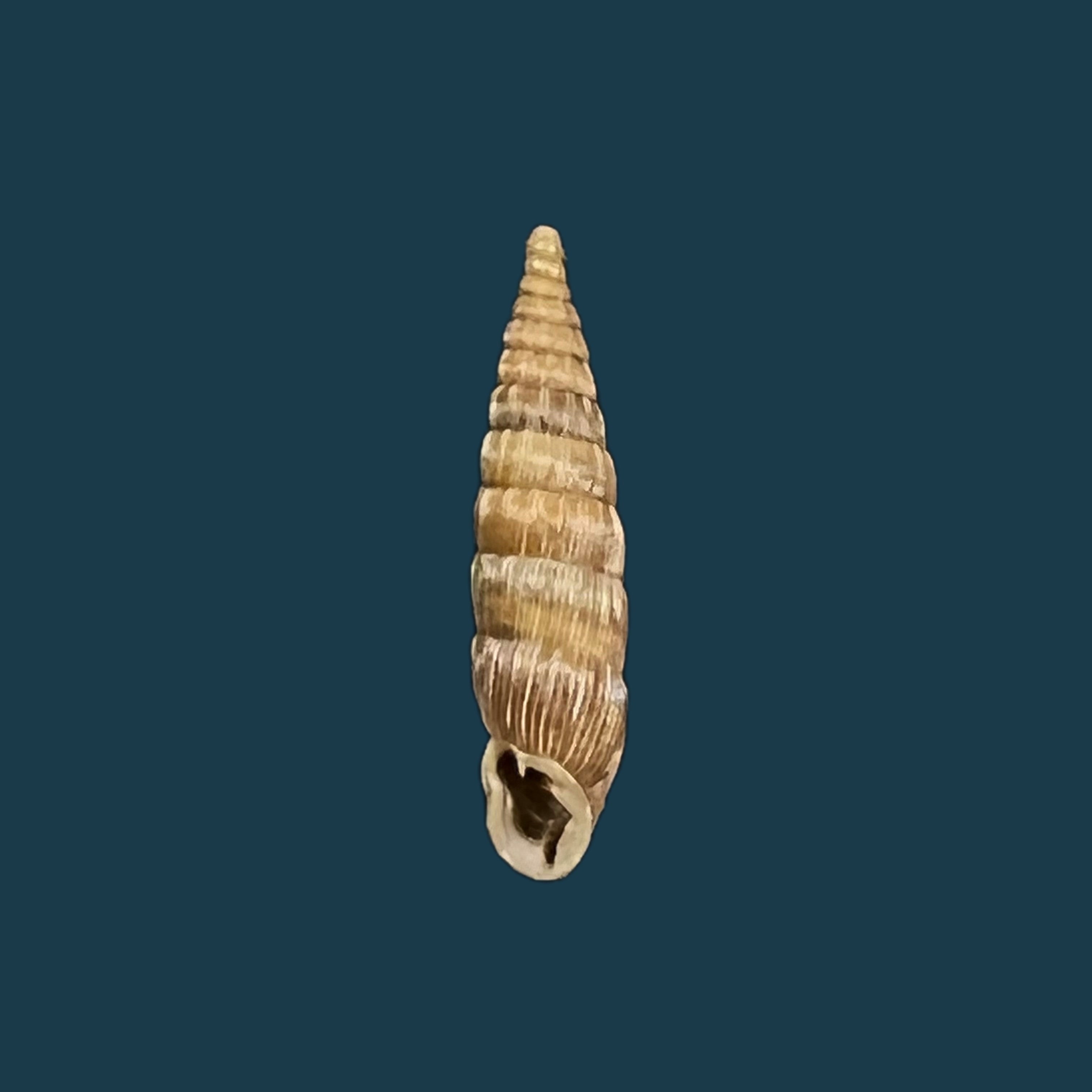 Bulgarica vetusta (Rossmassler, 1836) - 15,2毫米