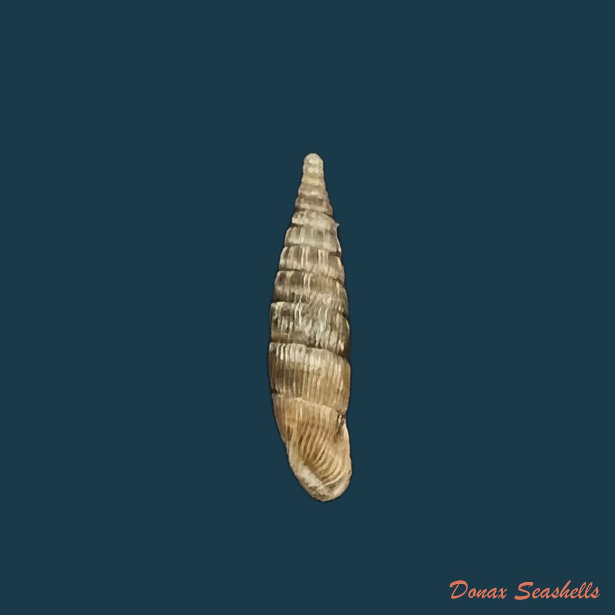 copia-de-bulgarica-vetusta-rossmassler-1836-15-2mm