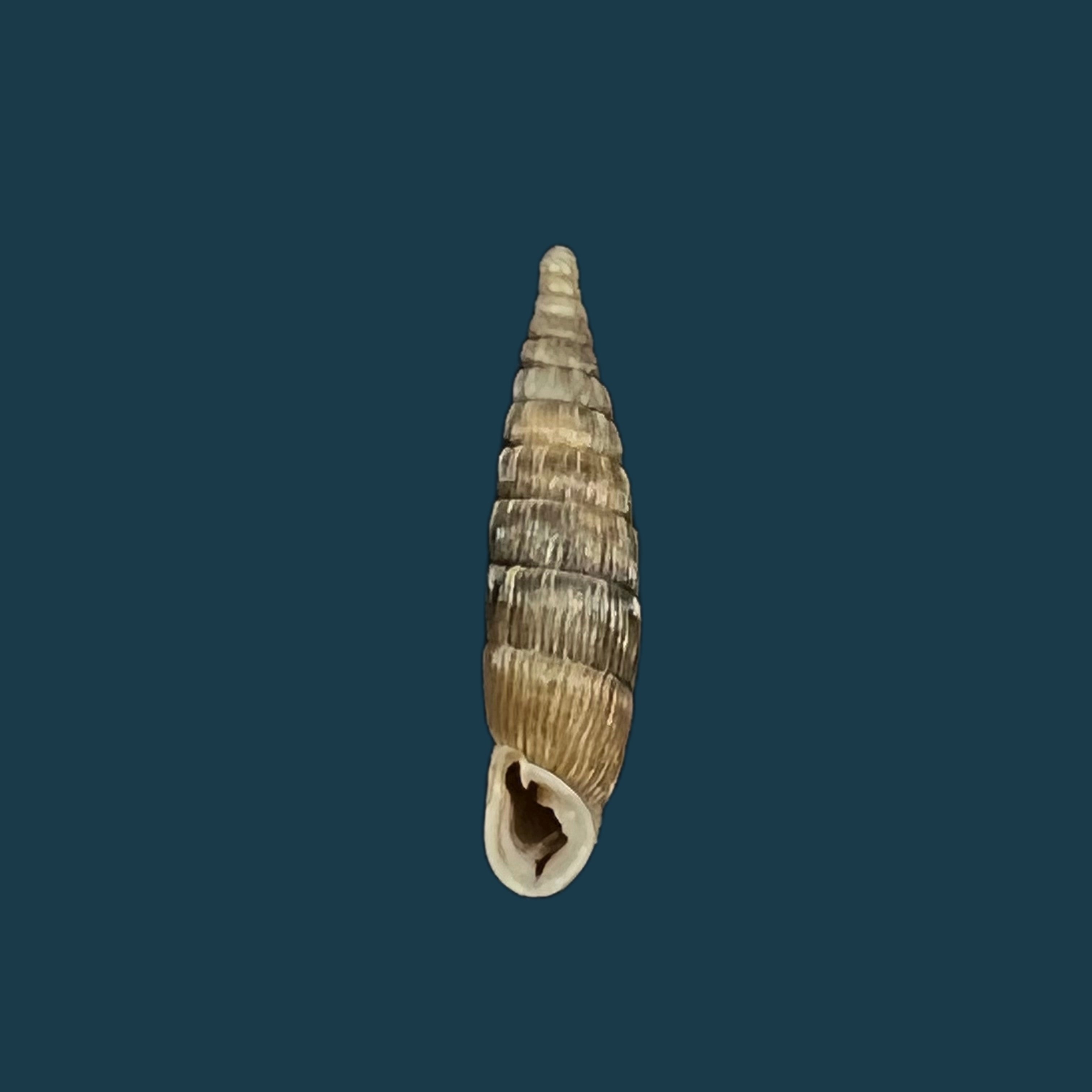 保加利亚 vetusta (Rossmassler, 1836) - 14,9mm