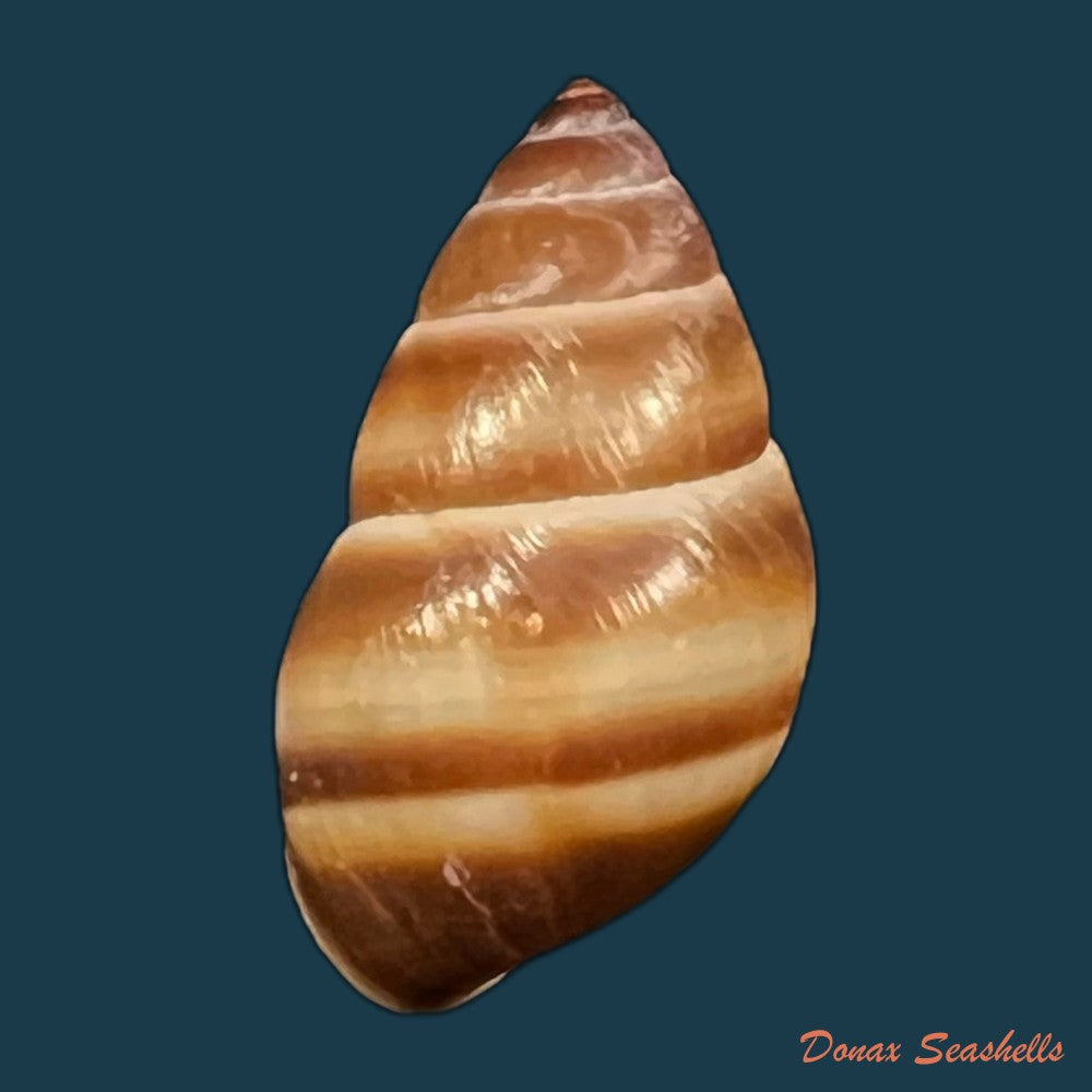 copia-de-bulimulus-guadalupensis-bruguiere-1789-15-1mm-1