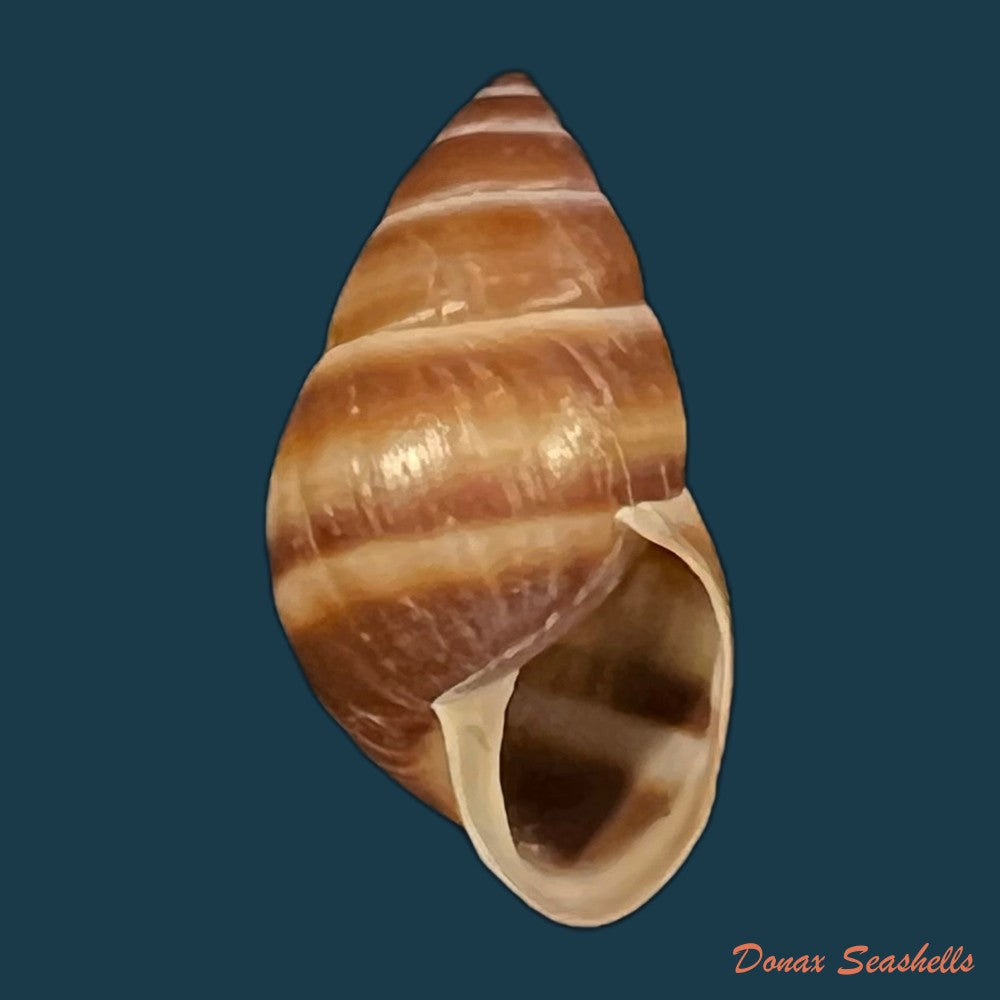 copia-de-bulimulus-guadalupensis-bruguiere-1789-15-1mm-1