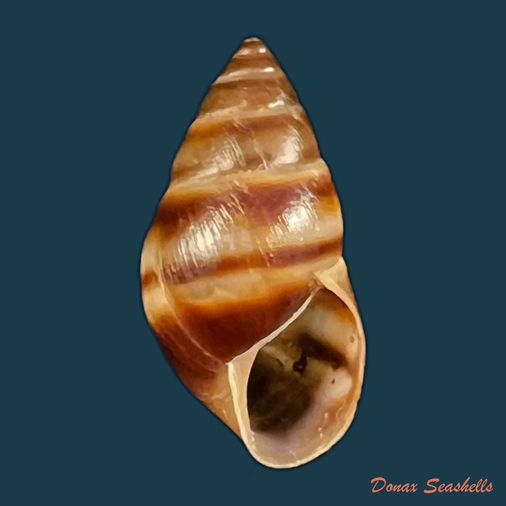copia-de-bulimulus-guadalupensis-bruguiere-1789-15-1mm