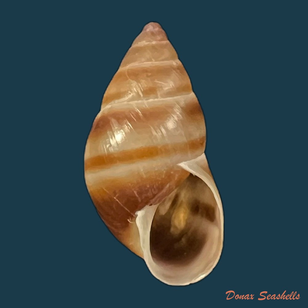 copia-de-bulimulus-guadalupensis-bruguiere-1789-16-6mm