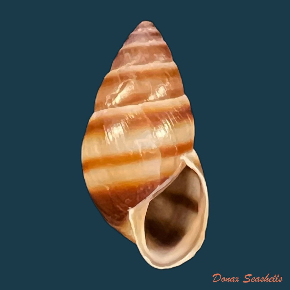 copia-de-bulimulus-guadalupensis-bruguiere-1789-17-1mm