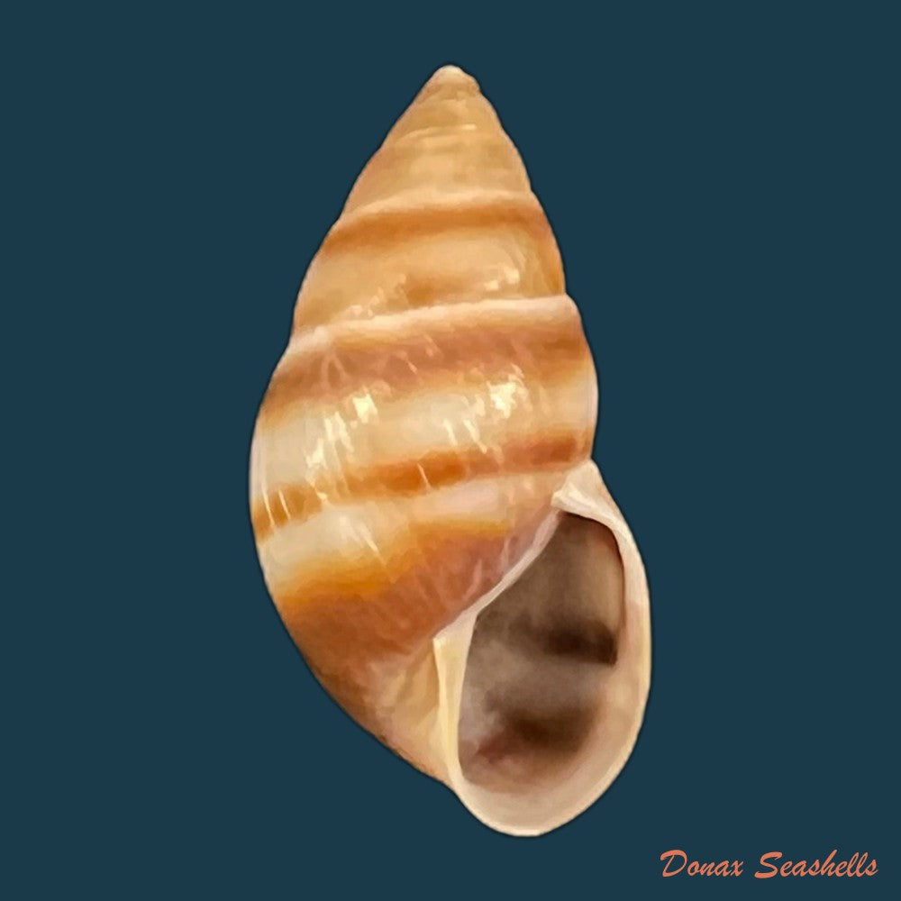 copia-de-bulimulus-guadalupensis-bruguiere-1789-18-6mm-1