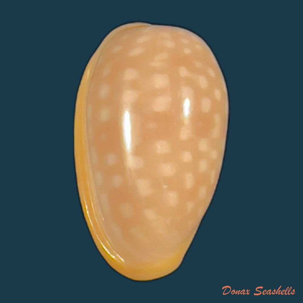 copia-de-bullata-largillieri-kiener-1841-15-4mm