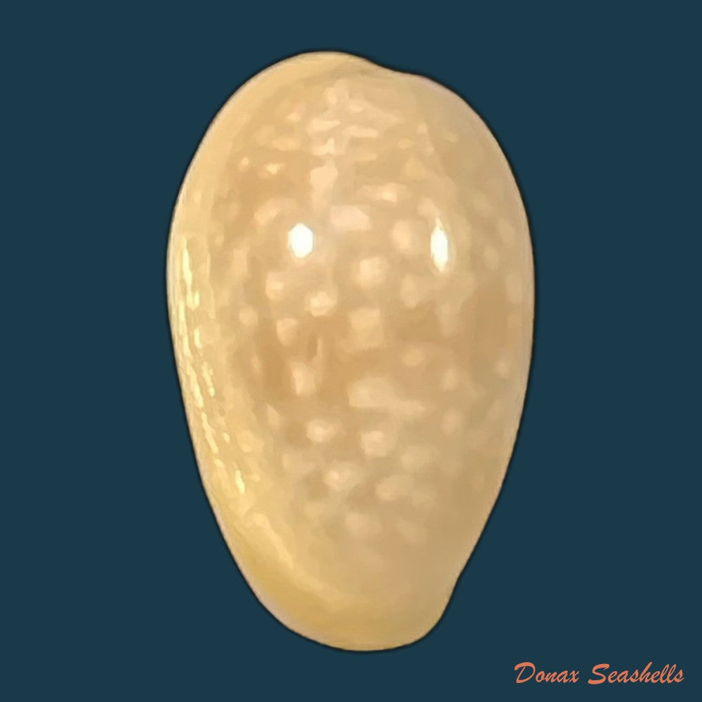 copia-de-bullata-largillierti-kiener-1841-16-2mm-1