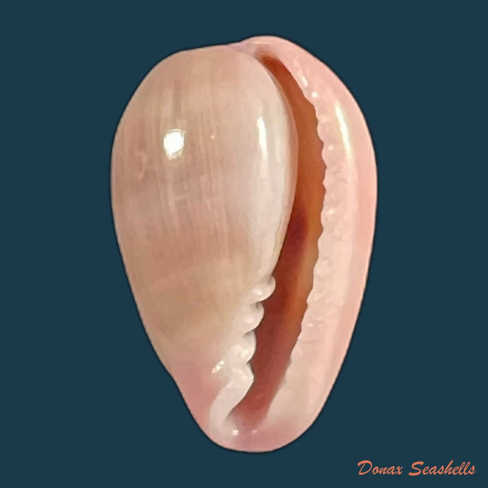 copia-de-bullata-lilacina-g-b-sowerby-ii-1846-21-6mm-3