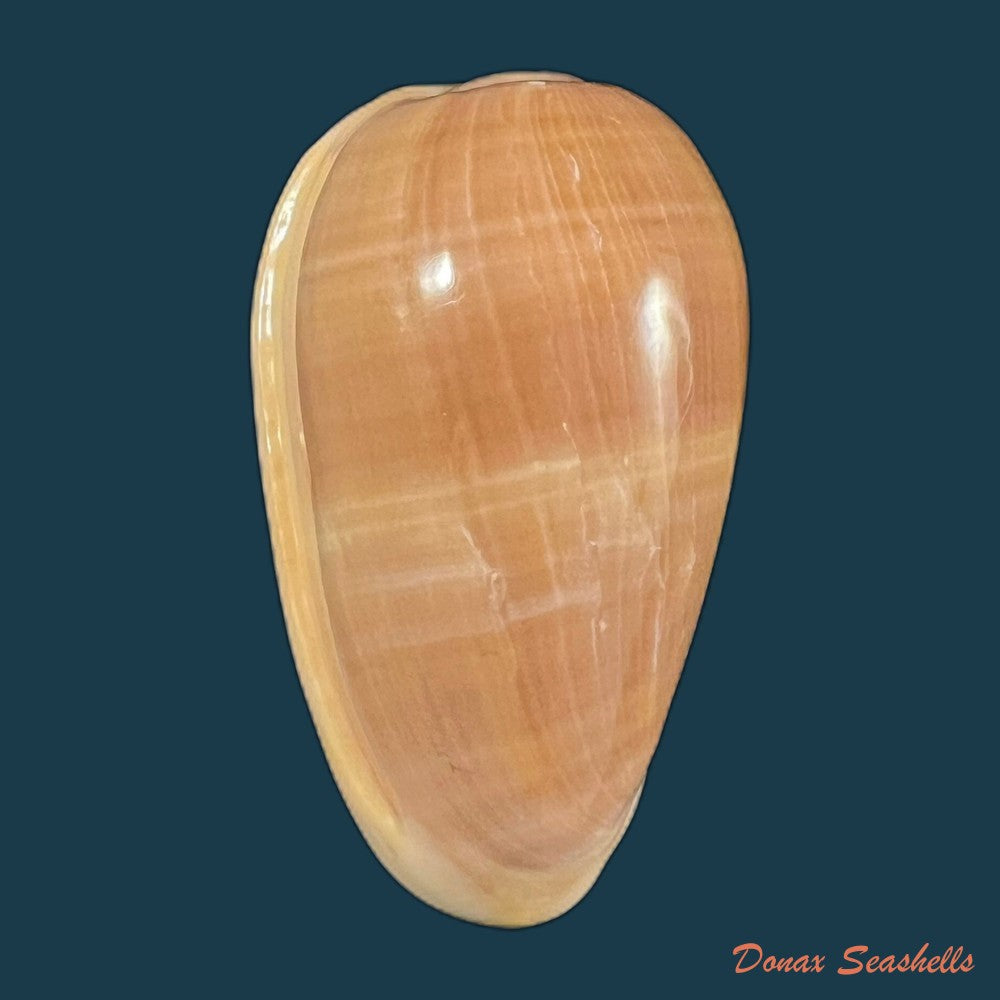 copia-de-bullata-matthewsi-tursch-van-mol-1967-37-3mm