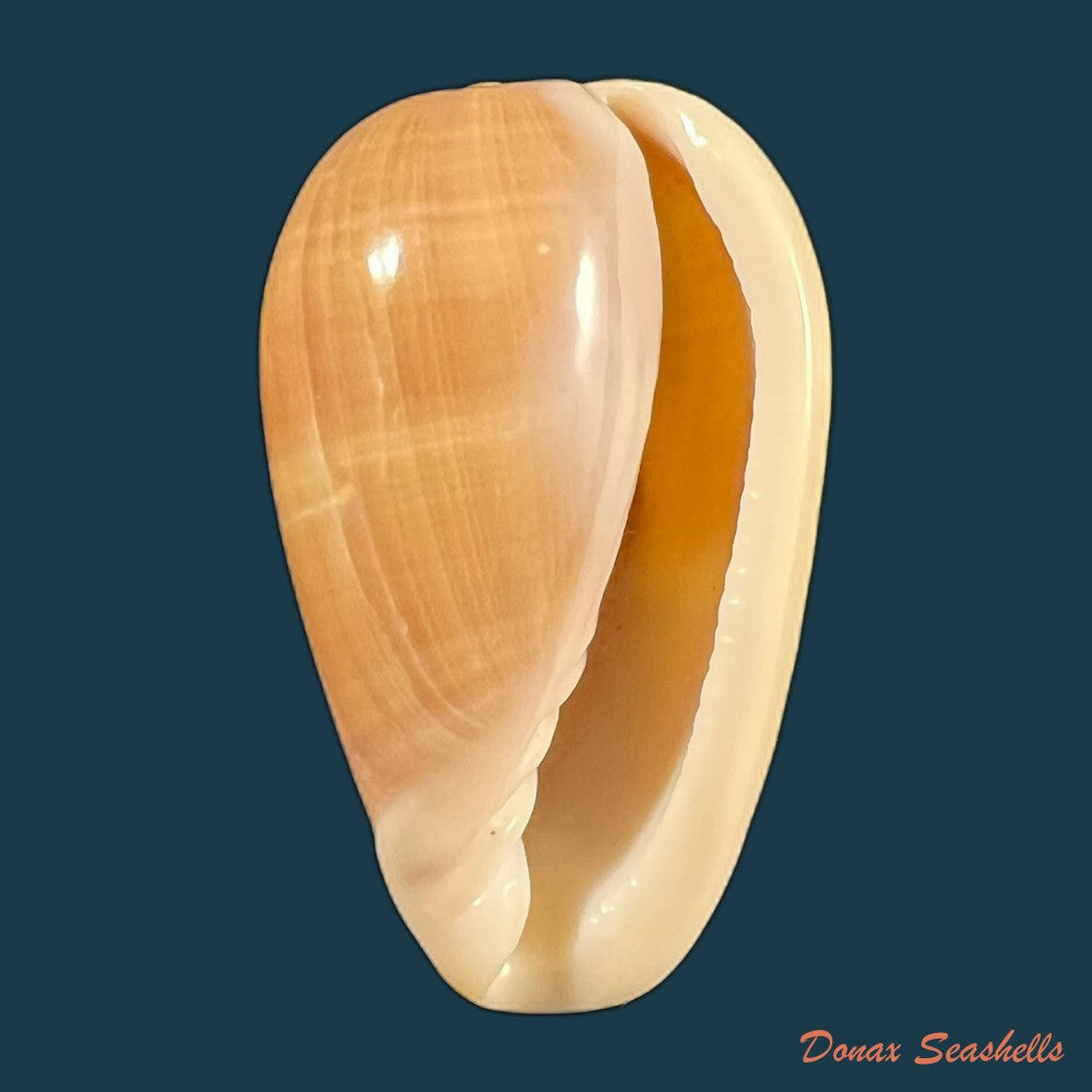 copia-de-bullata-matthewsi-tursch-van-mol-1967-37-3mm
