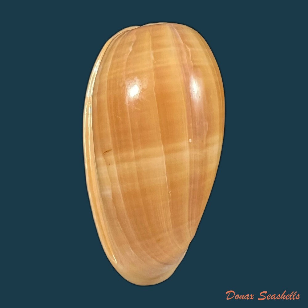 copia-de-bullata-matthewsi-tursch-van-mol-1967-43-8mm