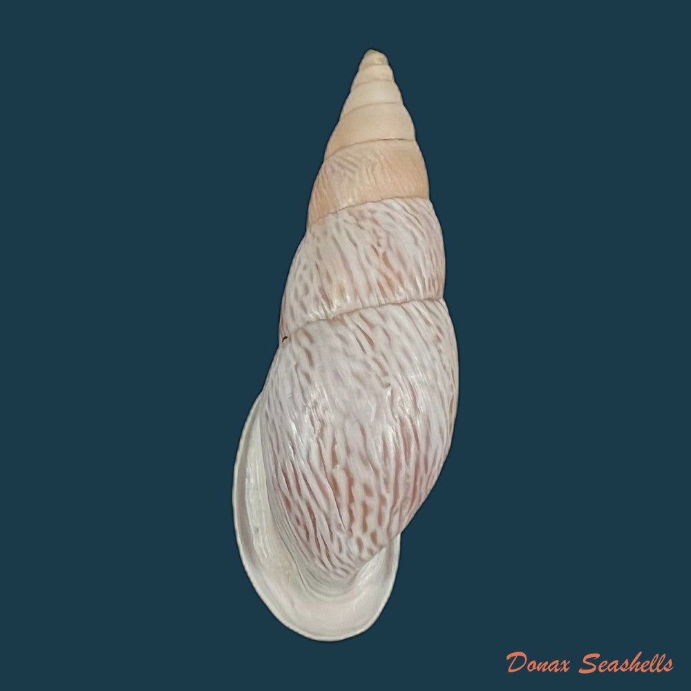 copia-de-burringtonia-pantagruelina-s-moricand-1833-45-1mm