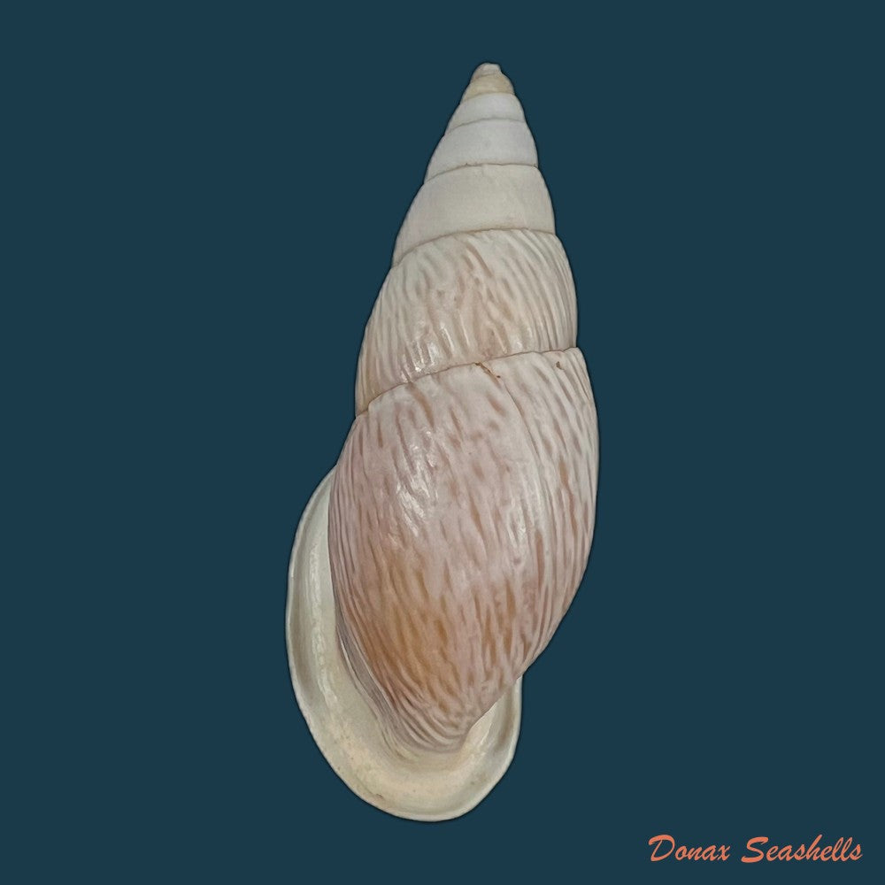copia-de-burringtonia-pantagruelina-s-moricand-1833-46-8mm