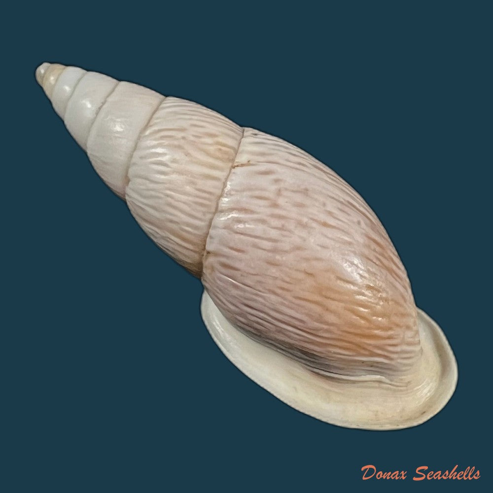 copia-de-burringtonia-pantagruelina-s-moricand-1833-46-8mm