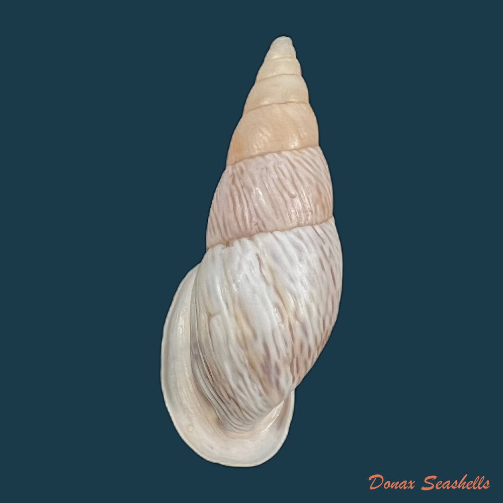 copia-de-burringtonia-pantagruelina-s-moricand-1833-47-2mm
