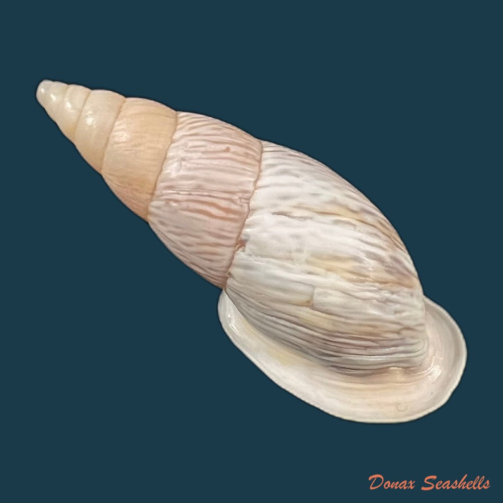copia-de-burringtonia-pantagruelina-s-moricand-1833-47-2mm
