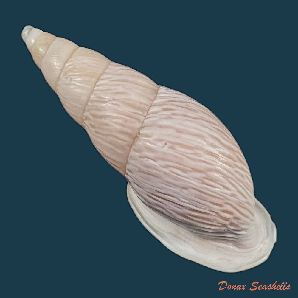 copia-de-burringtonia-pantagruelina-s-moricand-1833-48-9mm