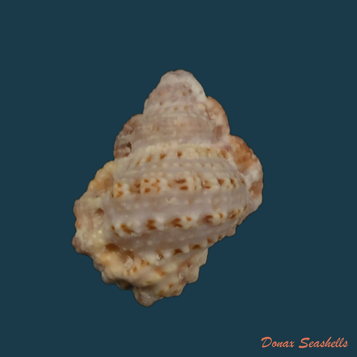 copia-de-bursa-corrugata-ponderosa-reeve-1844-30-4mm