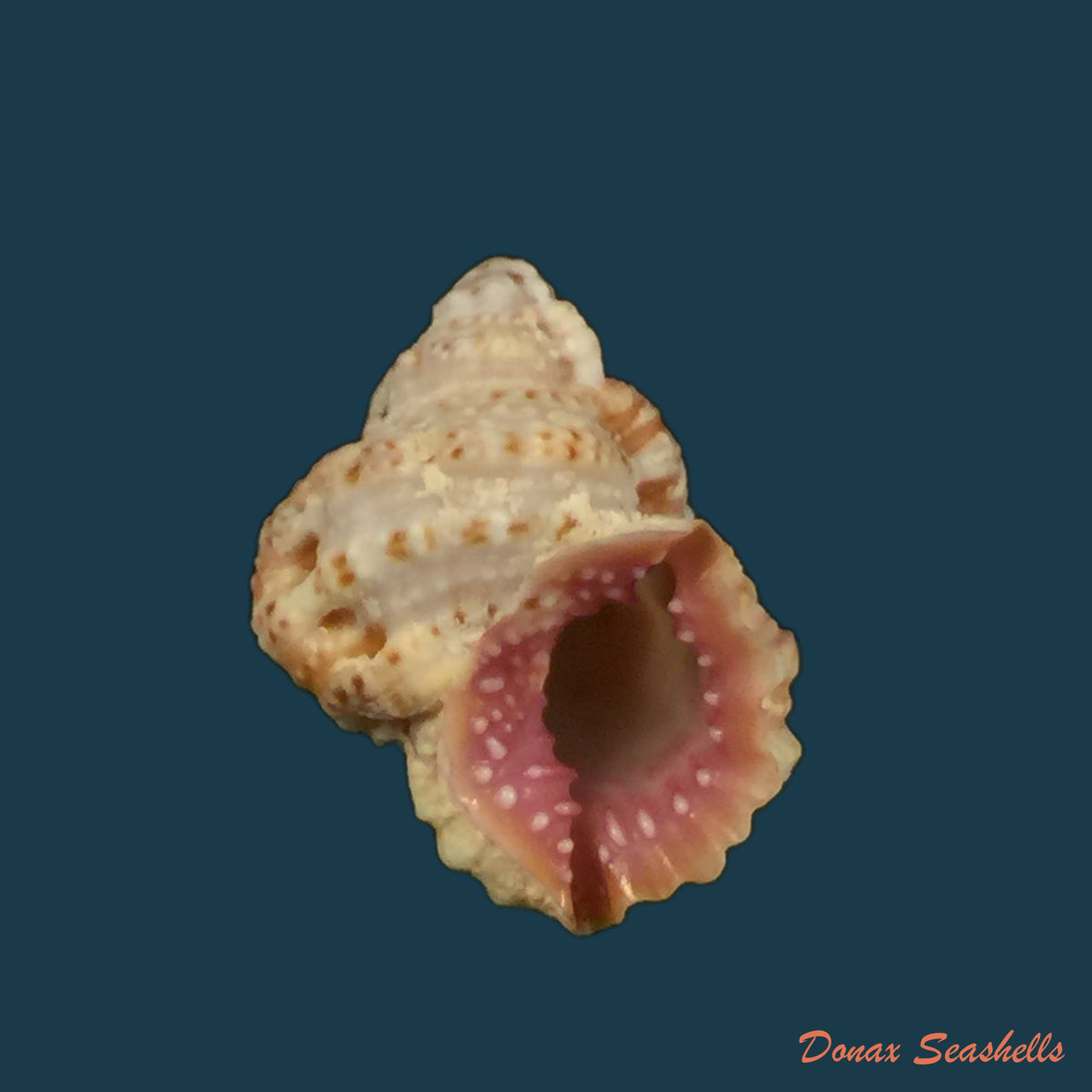 copia-de-bursa-corrugata-ponderosa-reeve-1844-30-4mm