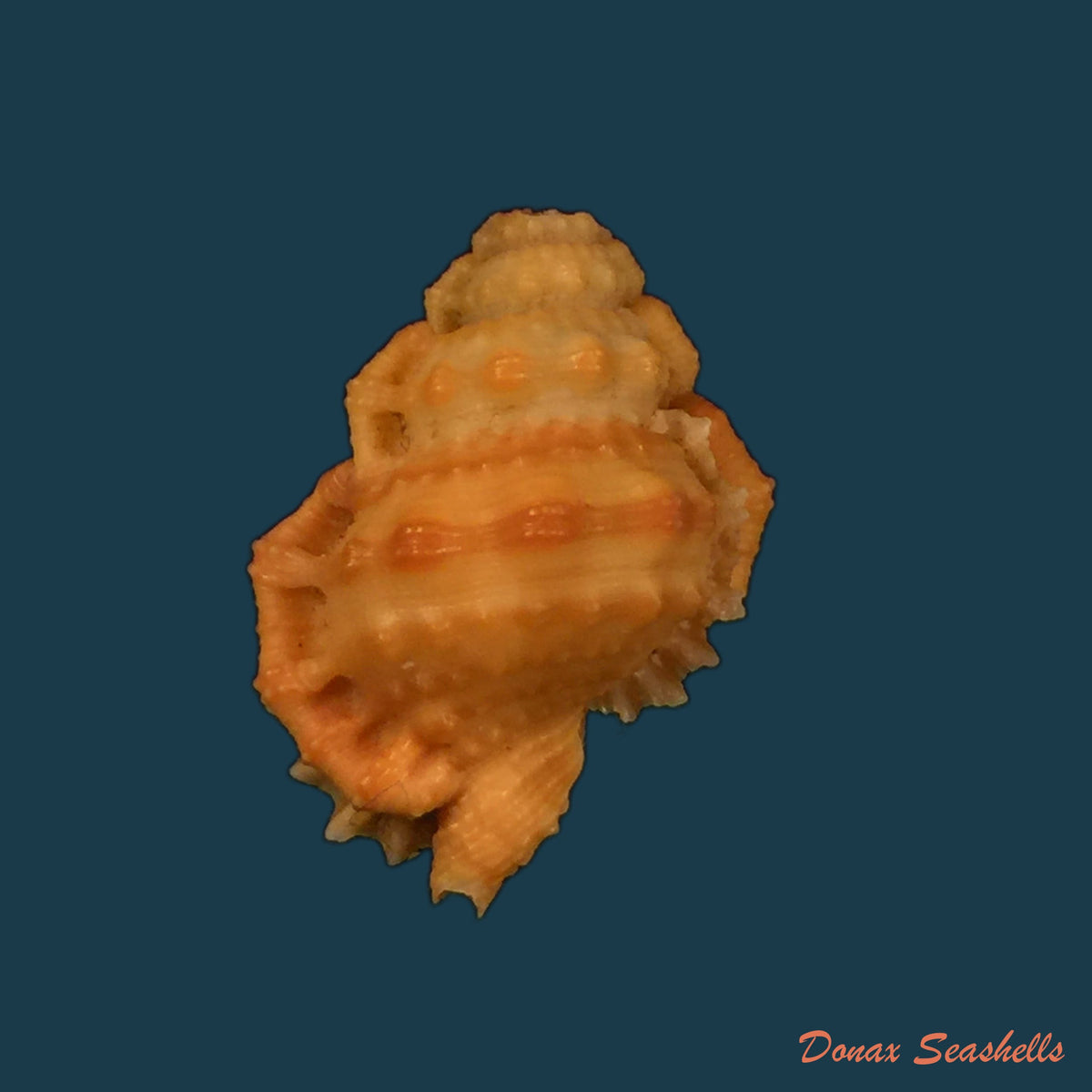 copia-de-bursa-corrugata-ponderosa-reeve-1844-32-1mm