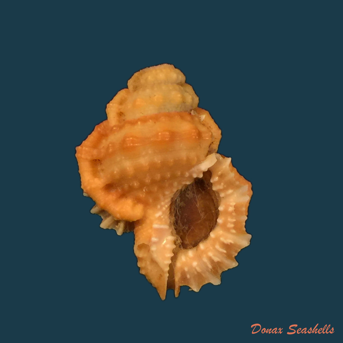 copia-de-bursa-corrugata-ponderosa-reeve-1844-32-1mm