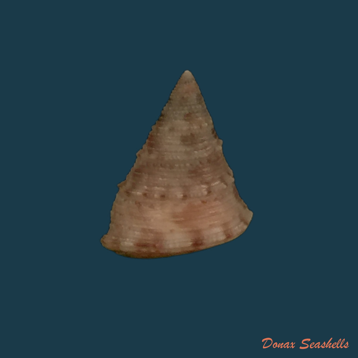 copia-de-calliostoma-gubbioli-nofroni-1984-13-9mm