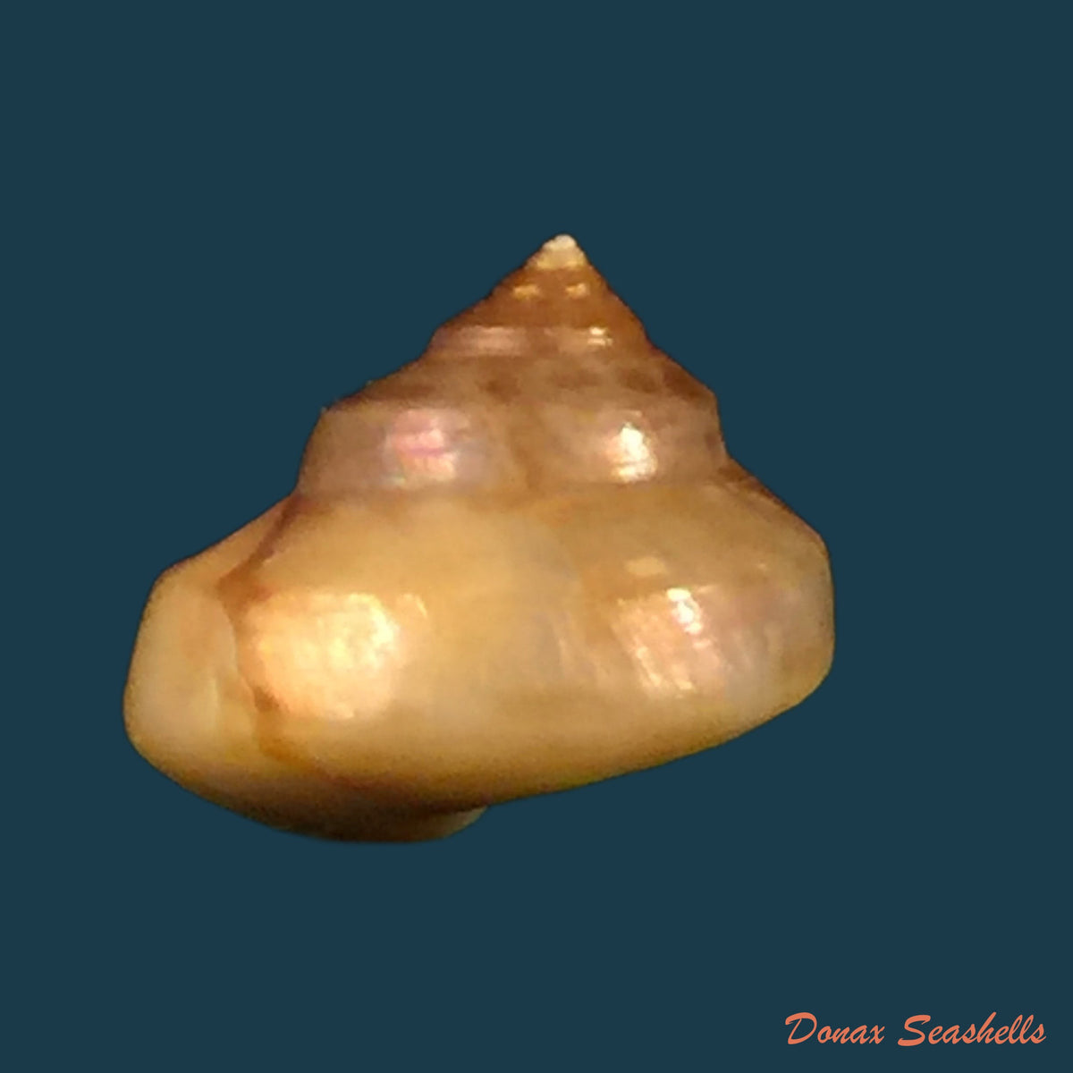 copia-de-calliostoma-jujubinum-gmelin-1791-27-1mm