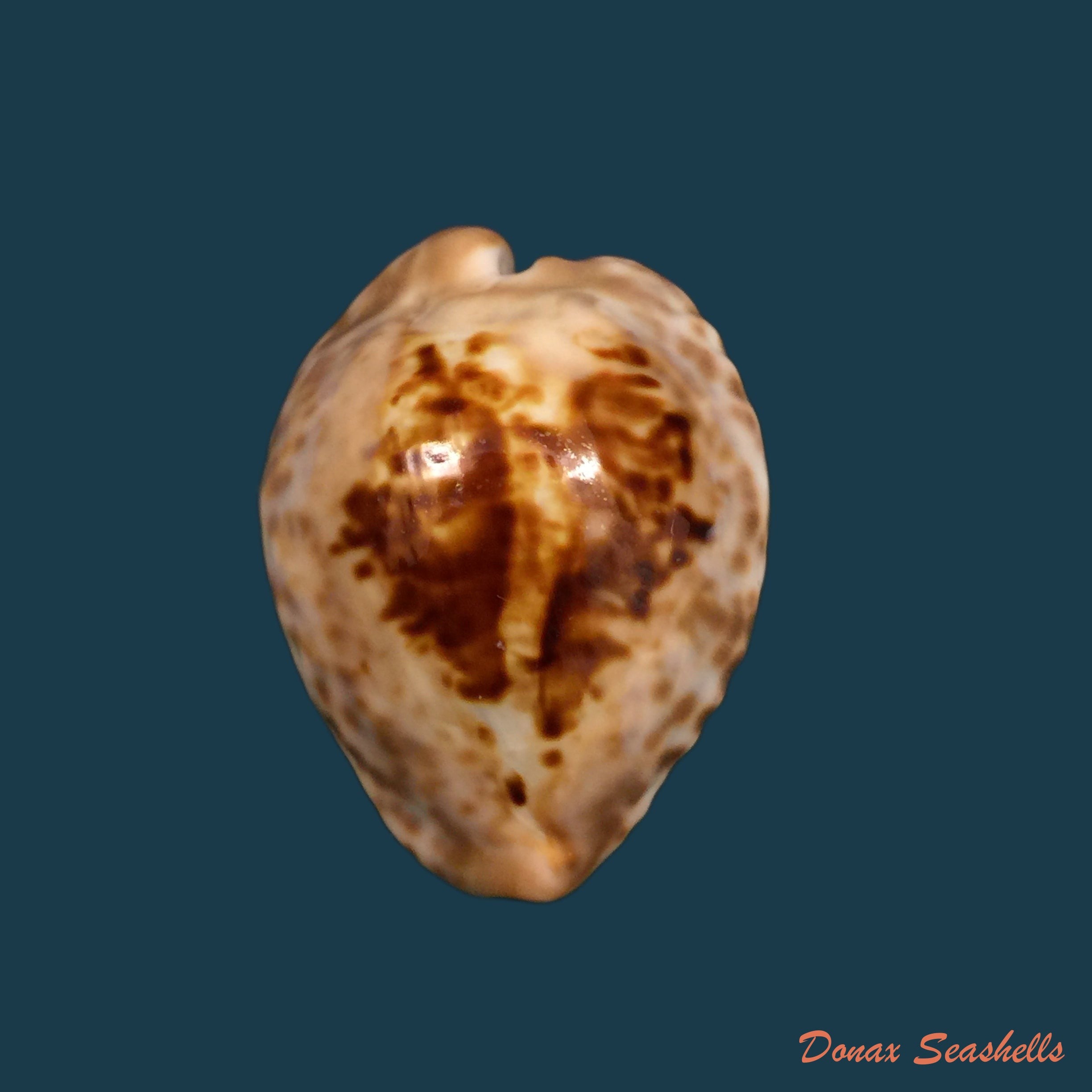 copia-de-callistocypraea-aurantium-gmelin-1791-84-6mm-1