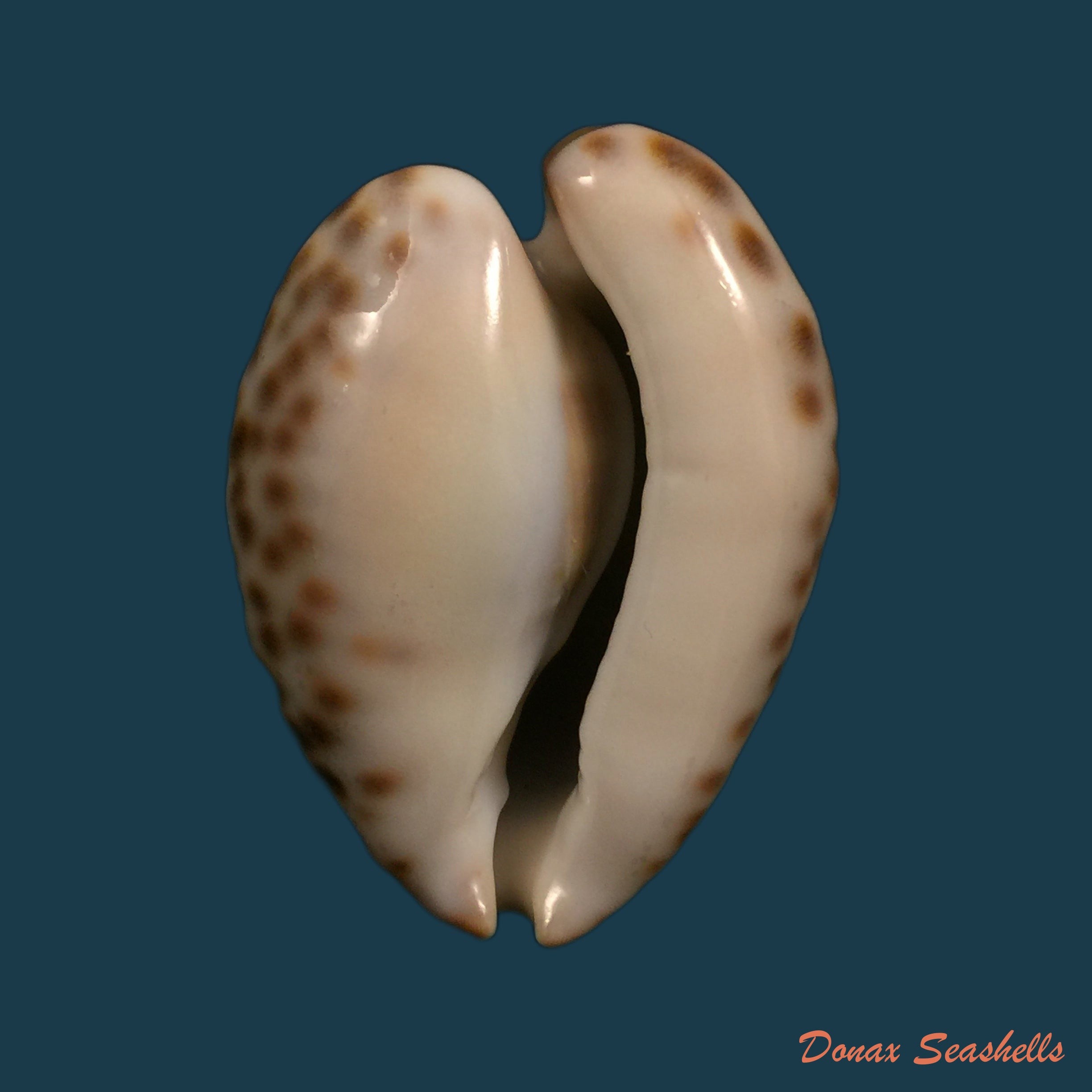 copia-de-callistocypraea-aurantium-gmelin-1791-84-6mm-1
