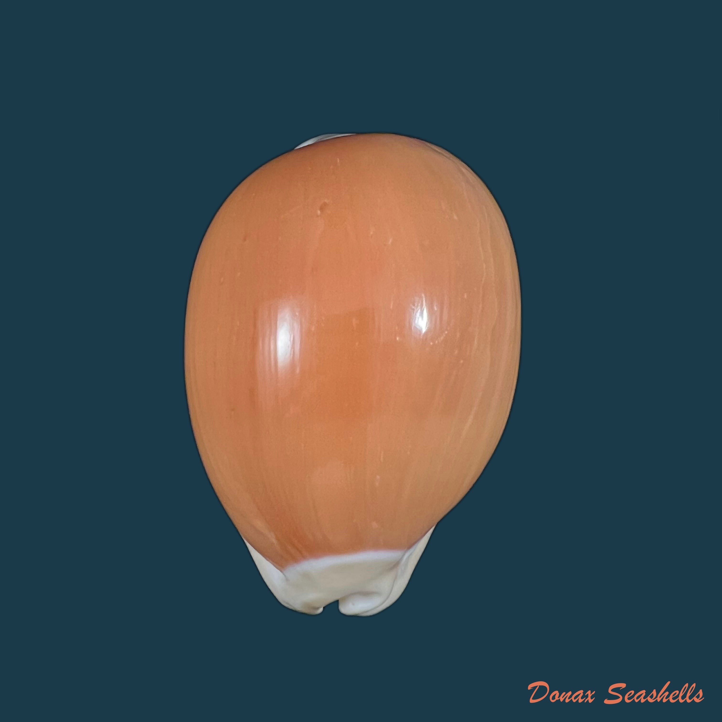 copia-de-callistocypraea-aurantium-gmelin-1791-84-6mm-3