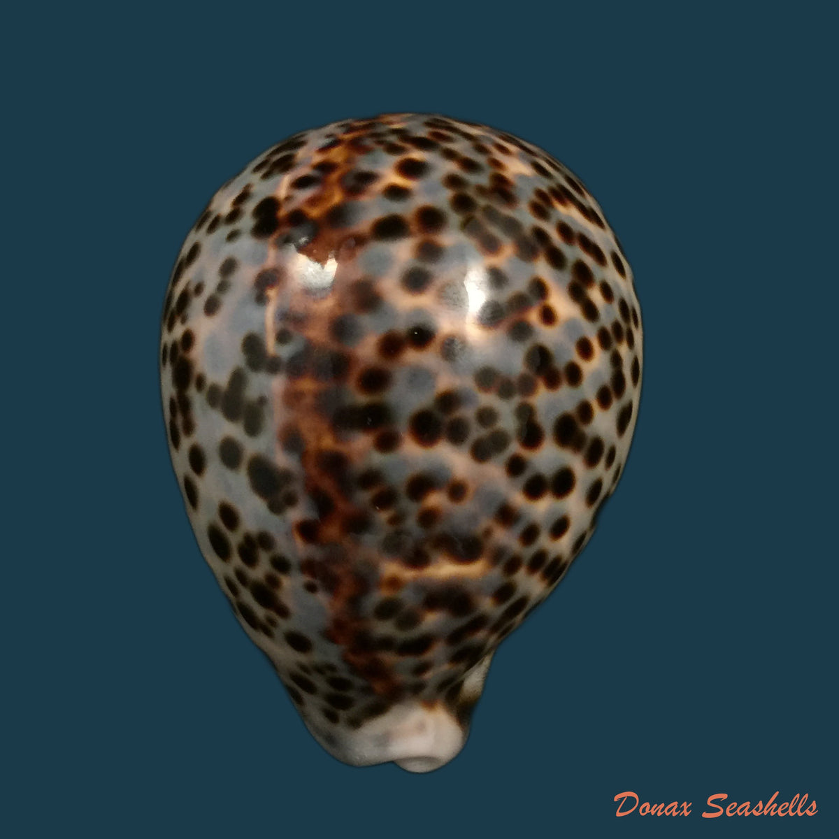 copia-de-callistocypraea-aurantium-gmelin-1791-99-7mm
