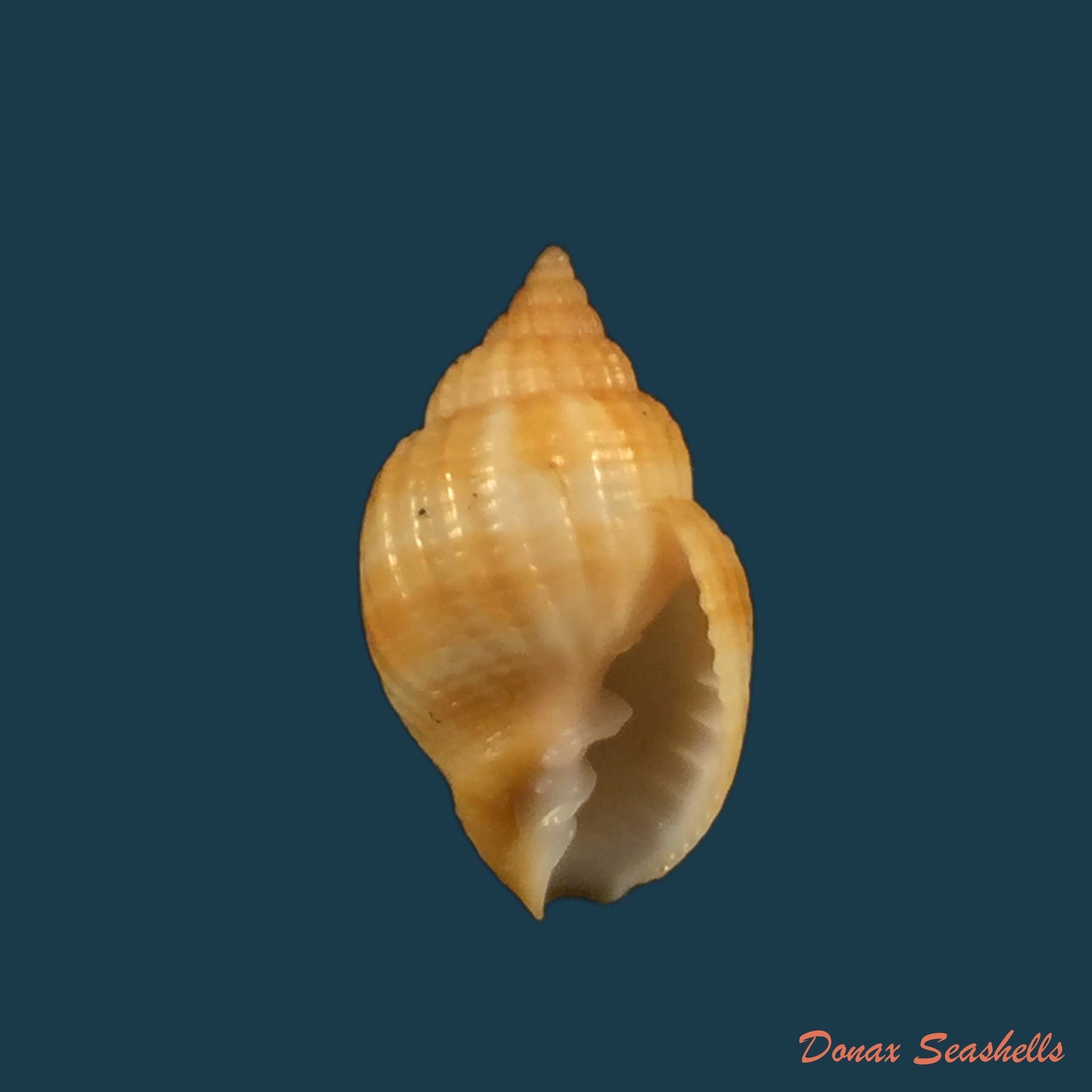 copia-de-cancellaria-obesa-g-b-sowerby-i-1832
